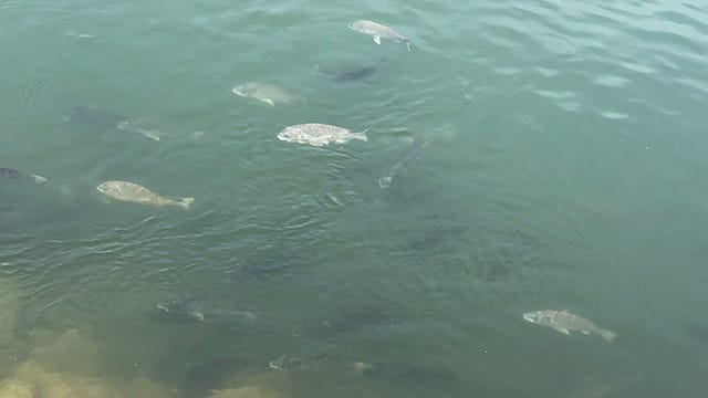 見えチヌとは｜チニングでサイトフィッシング