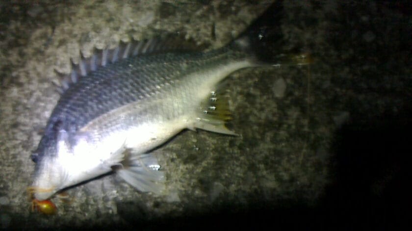 冬｜チニング、時期、釣り方