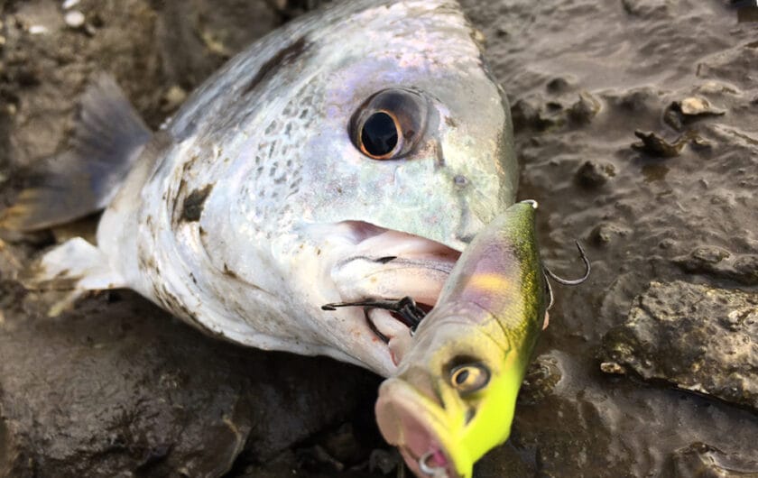 チヌトップ、ポッパー、おすすめ