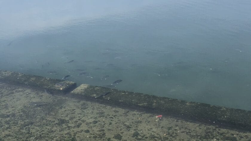 潮目と時合のウソホント|チニングの潮と時間帯!実体験に基づく釣りやすい時間帯と潮周り