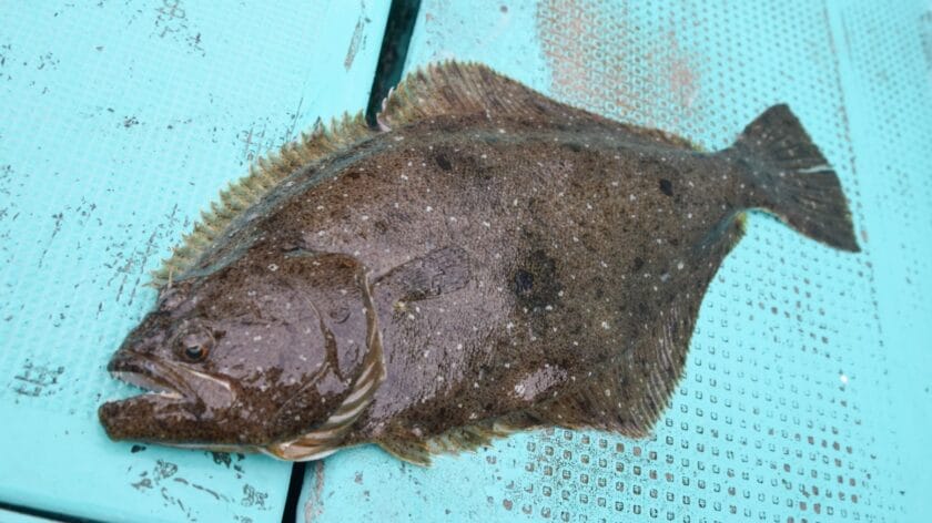 居着きヒラメと渡りヒラメの違いと大きいのはどっち?狙って釣れる?