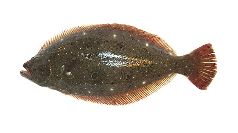 ヒラメ|ヒラメとカレイとシタビラメの違い