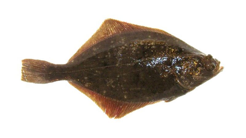 カレイ|ヒラメとカレイとシタビラメの違い