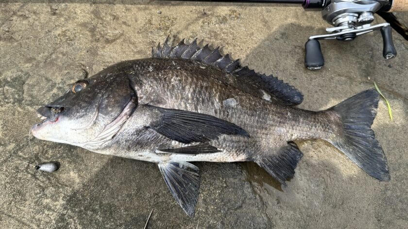 釣れる時合の読み方|チニングの潮と時間帯!実体験に基づく釣りやすい時間帯と潮周り
