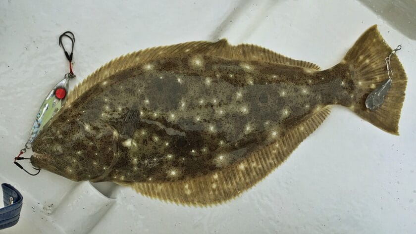 ヒラメとカレイとシタビラメの違い