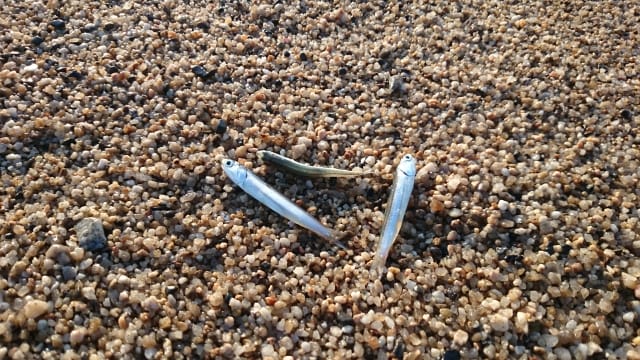 サーフに打ち上げられたイワシ、ポイント｜イワシパターンの攻略法