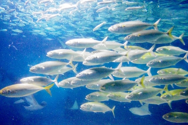 アジの産卵期｜アジ､生態､習性