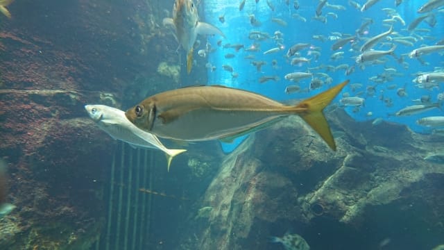 アジの行動パターン｜アジ､生態､習性