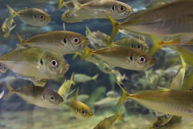 ベイトパターン｜夏のアジング