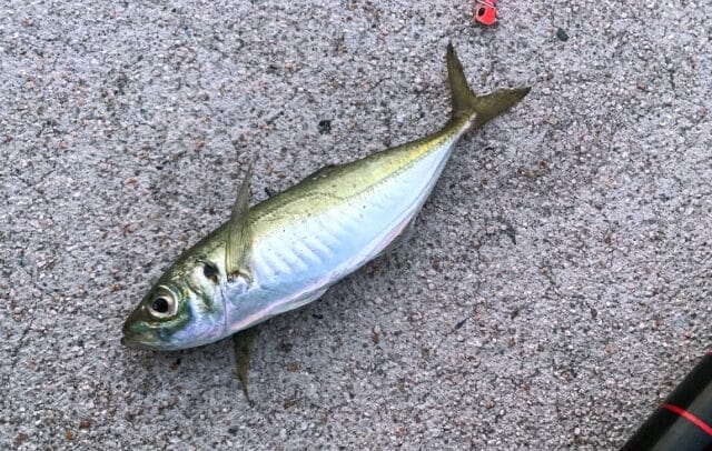 アジ､生態､習性