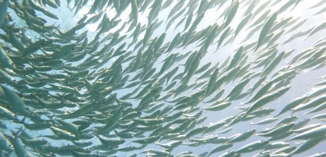 水深と群れ｜アジ､生態､習性