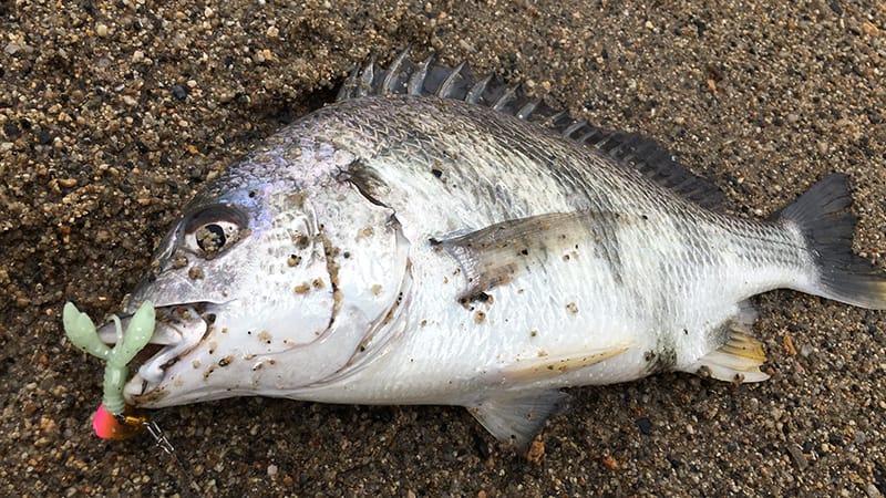 ライトブリームゲーム