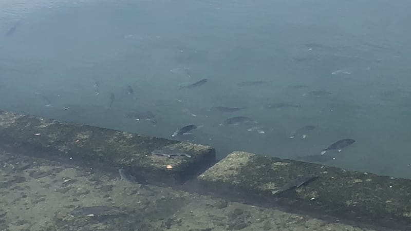 時期｜ライトブリームゲーム