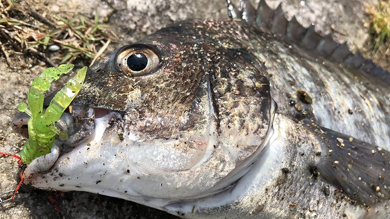 夏のチニングを楽しむ方法