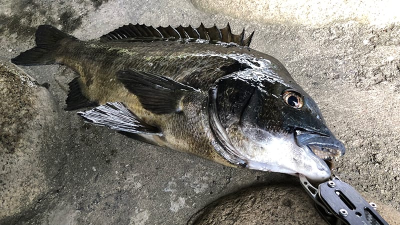 ライトブリームゲーム