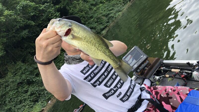 夏｜バス釣り,時期,シーズン,傾向,釣り方,ルアー