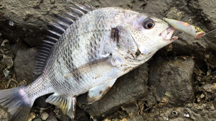 夏のチニング、楽しむ方法、トップウォーター、デイゲーム