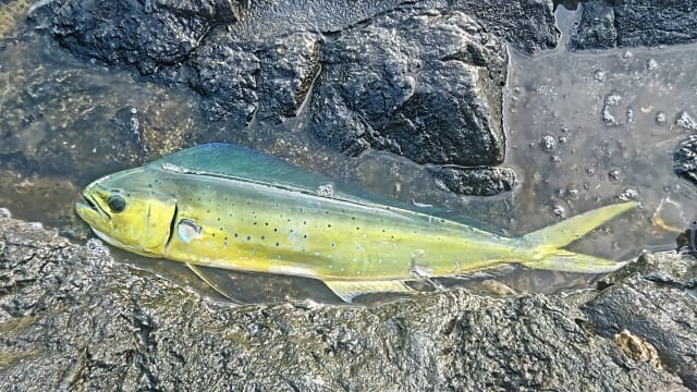 釣れる魚種｜夏のショアジギング、ショアキャスティング
