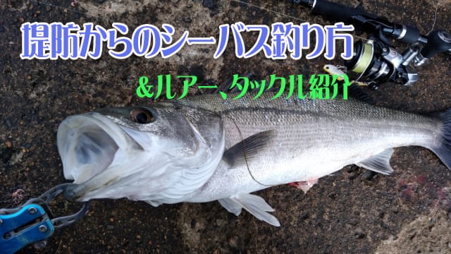 堤防からのシーバス釣り方、ルアー、タックル