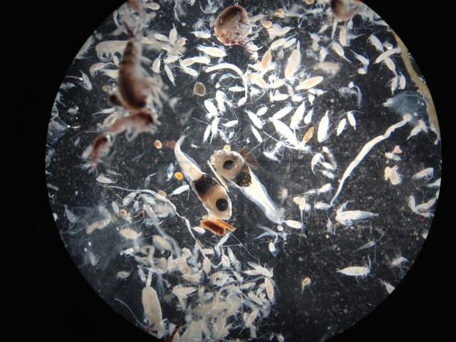 アジング、餌、プラクトン