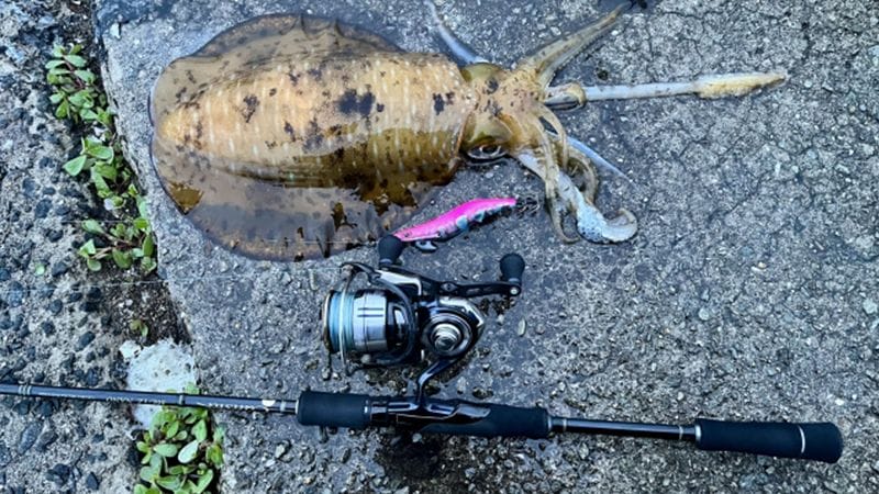 ランクアップするメリット|エギングの最強ロッド