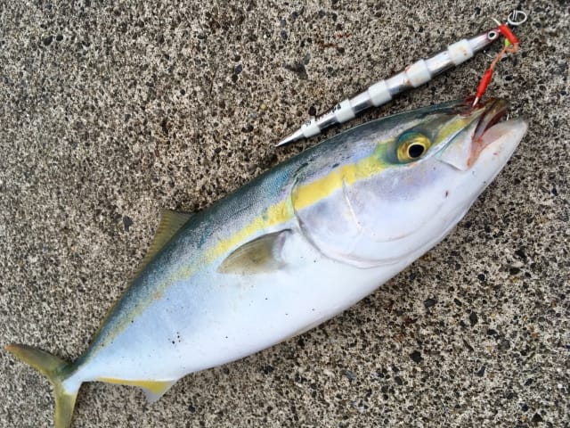 ハマチ、イナダ、ワラサ｜ヒラメ釣りで釣れる魚,外道