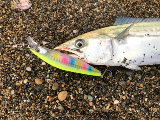 サワラ、サゴシ｜ヒラメ釣りで釣れる魚,外道