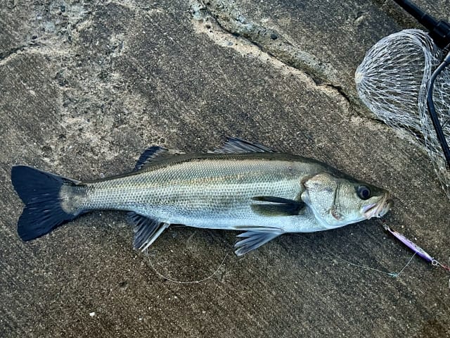 シーバス｜ヒラメ釣りで釣れる魚,外道
