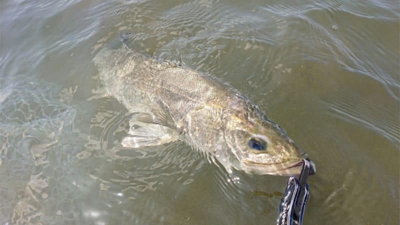 長潮や若潮のシーバス釣り方
