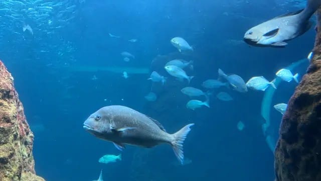 魚が生きられる水温|
