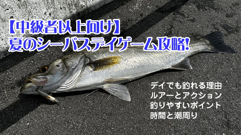 夏,シーバス,デイゲーム