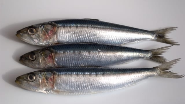 イワシ|アジングで釣れる魚,外道