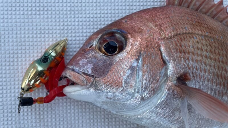 釣果｜ビンビンスイッチ、インプレ