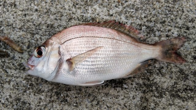 レンコダイ|アジングで釣れる魚,外道