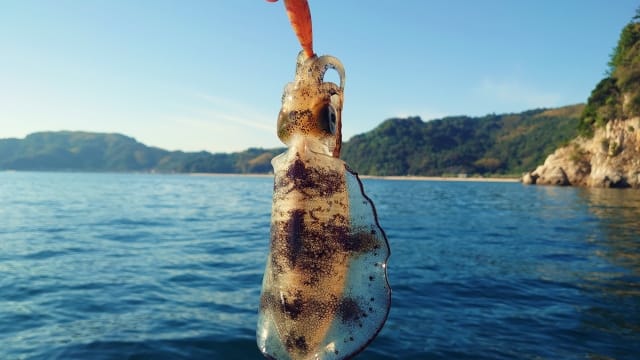 昼間に釣れたイカ｜｜昼間,エギング,デイエギング,釣り方,エギ