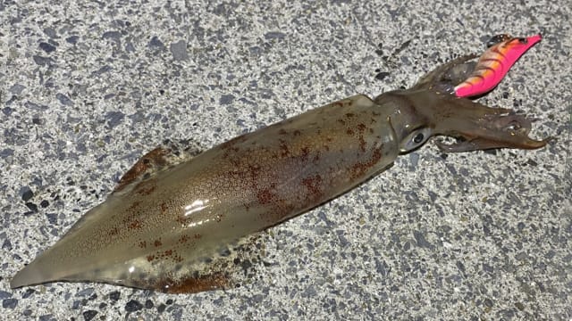 冬の昼間に釣れるヤリイカ｜昼間,エギング,デイエギング,釣り方,エギ