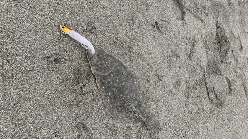 フラットフィッシュ,フック