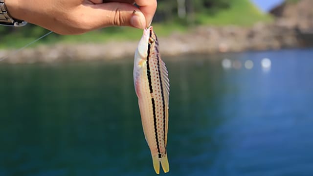 ベラ|アジングで釣れる魚,外道