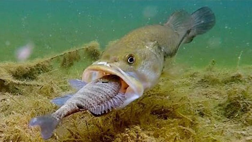 捕食シーン｜ブラックバスの生態