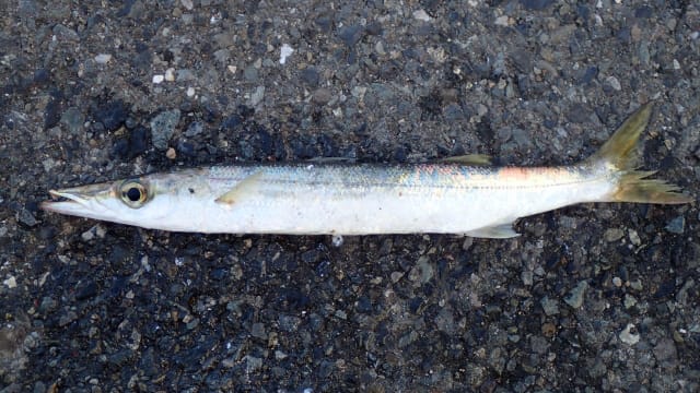 カマス|アジングで釣れる魚,外道