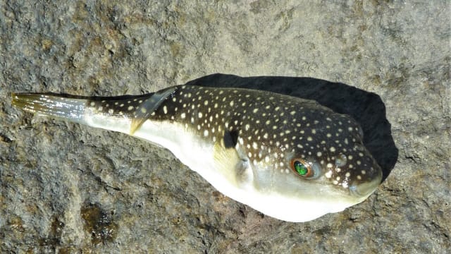 クサフグ|アジングで釣れる魚,外道