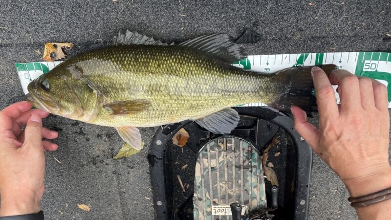 横スレ、直線強度｜アーマードF+ Pro BASS,インプレ