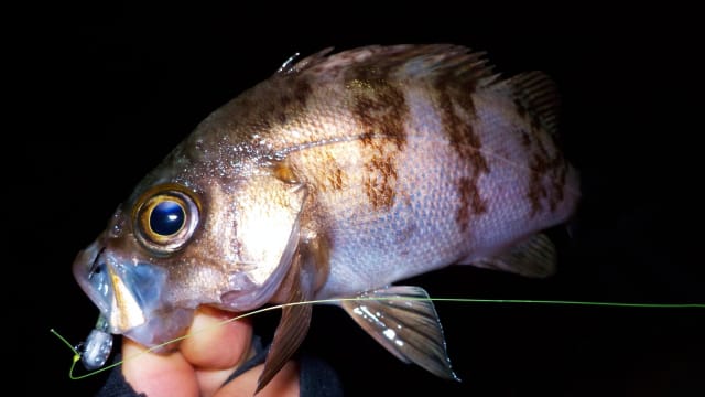 メバル|アジングで釣れる魚,外道