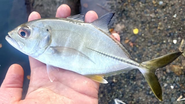 メッキ|アジングで釣れる魚,外道