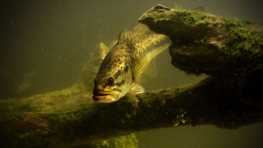物陰に隠れる｜ブラックバス,生態