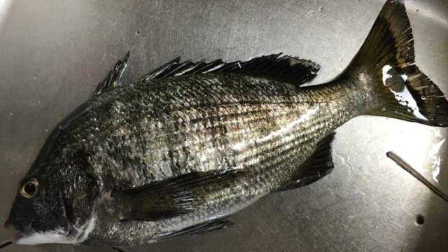 チヌ(クロダイ)|アジングで釣れる魚,外道