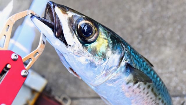 サバ|アジングで釣れる魚,外道