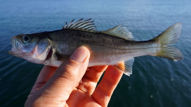 セイゴ、フッコ|アジングで釣れる魚,外道
