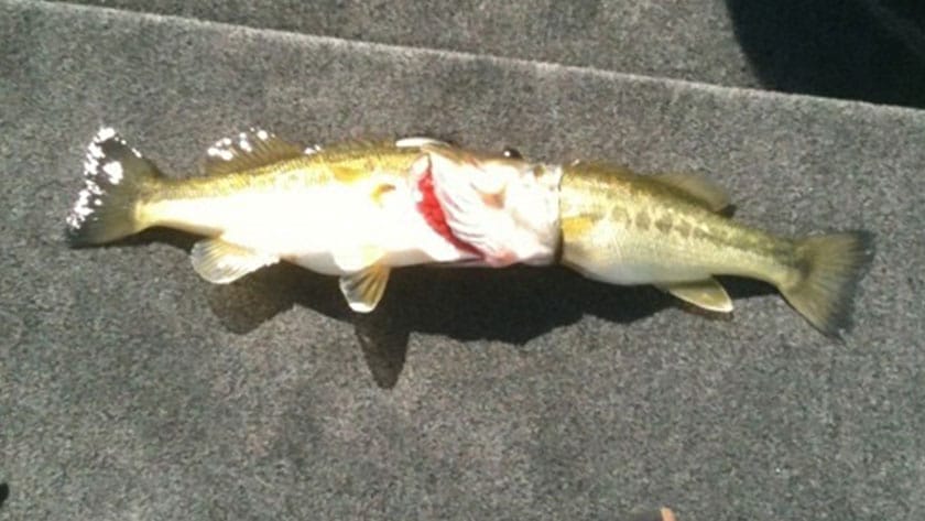 共食いする｜ブラックバス,生態