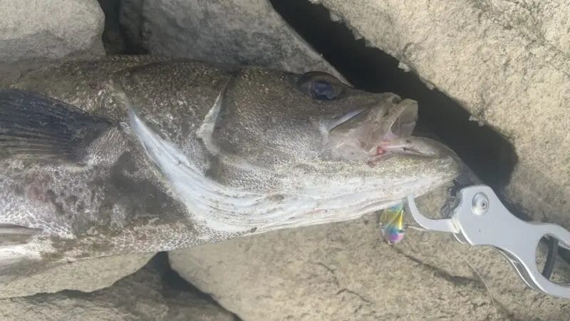 シーバス,釣れない,初心者,ステップアップ方法